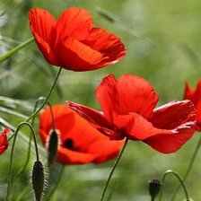 Схема вышивки «№1904342»