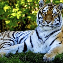 Схема вышивки «Тигр»