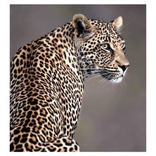 Схема вышивки «Серия "Хищники".»