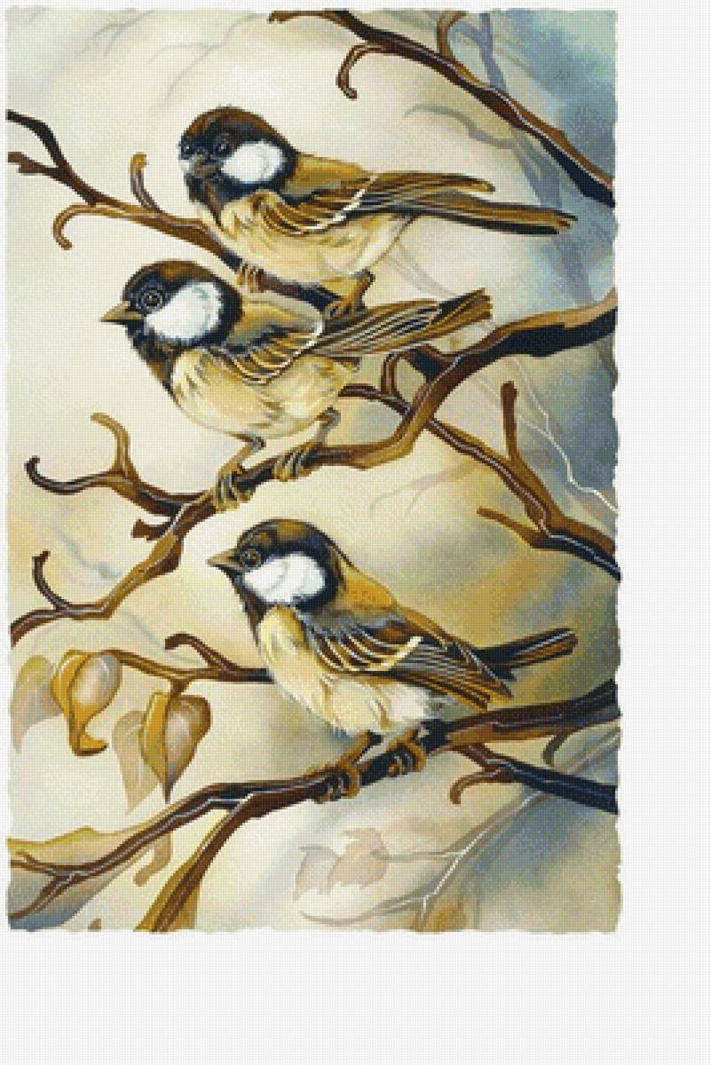 Воробьи - птицы - предпросмотр