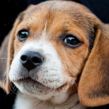 Схема вышивки «Щенок»