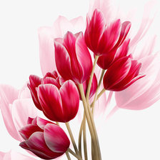 Схема вышивки «Тюльпаны»