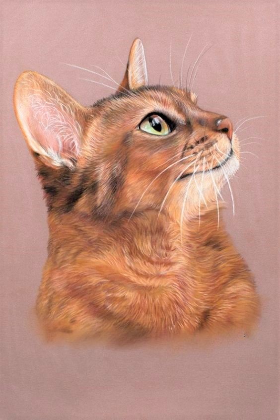 Котик - животные, котик, рисунок, кот - оригинал