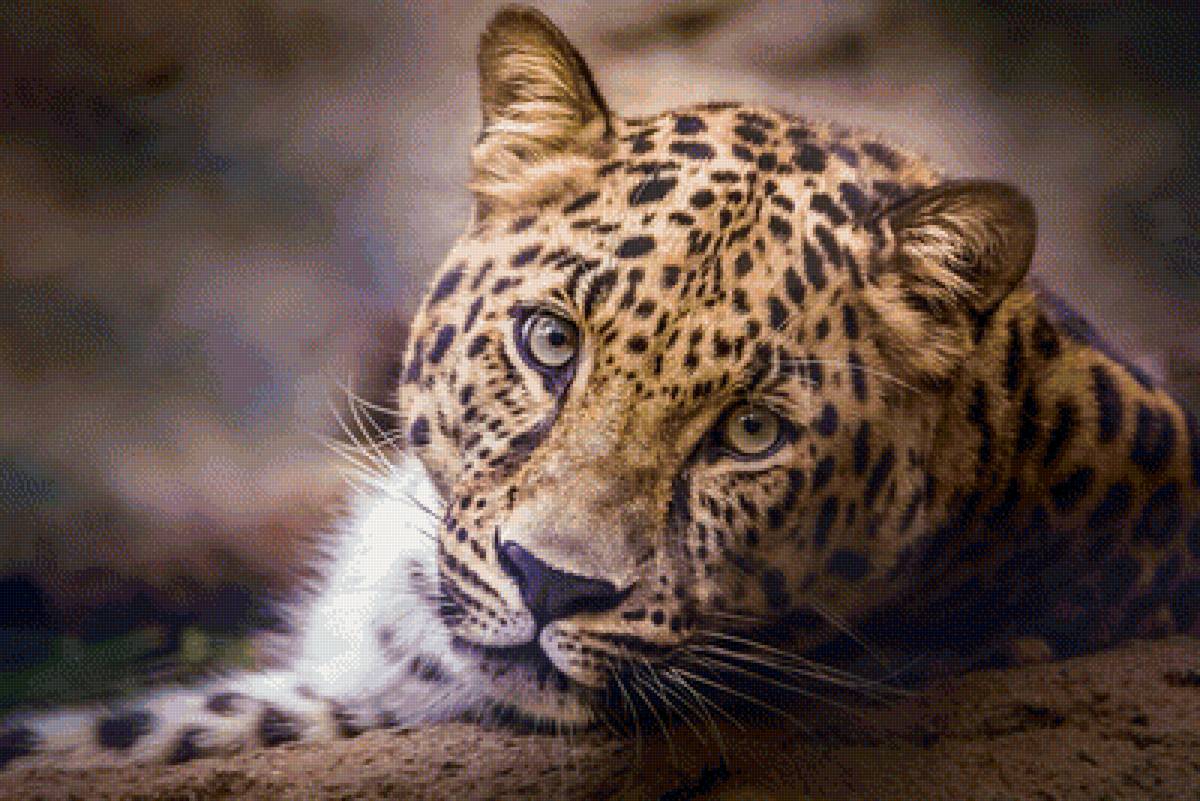 Леопард - животные, леопард - предпросмотр