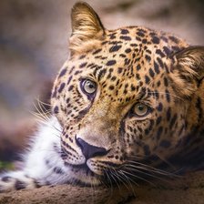 Схема вышивки «Леопард»