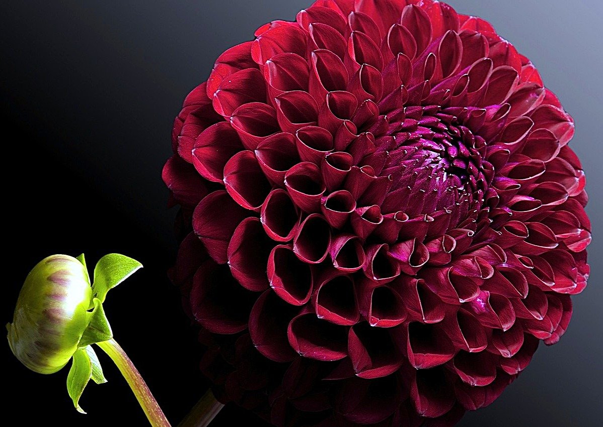 №1905518 - георгины - оригинал