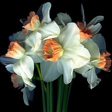 Схема вышивки «№1905519»