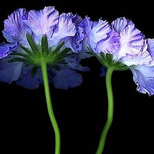 Схема вышивки «№1905520»