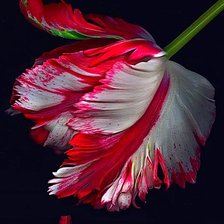 Схема вышивки «№1905524»