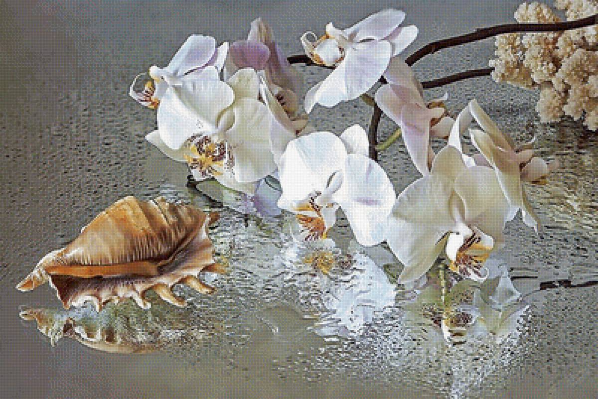 Серия "Орхидеи" - орхидеи, флора, цветы - предпросмотр