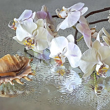 Схема вышивки «Серия "Орхидеи"»