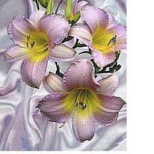 Схема вышивки «№1905648»