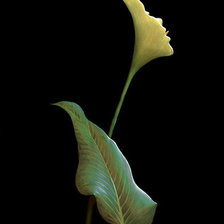 Схема вышивки «девушка-цветок»