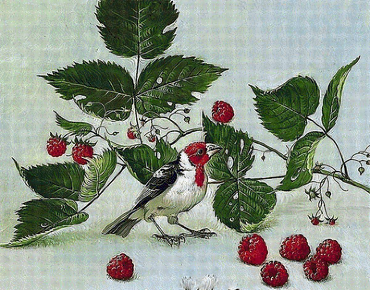 №1905945 - малина - предпросмотр