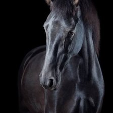 Схема вышивки «лошадь»