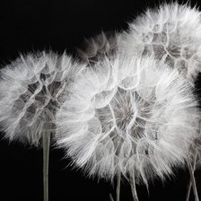 Схема вышивки «Одуванчики»