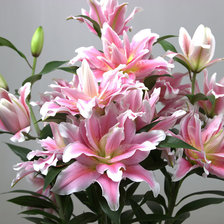 Схема вышивки «№1906246»