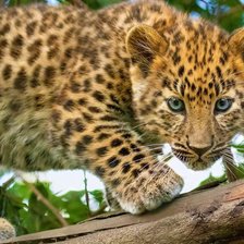 Схема вышивки «Малыш леопард»