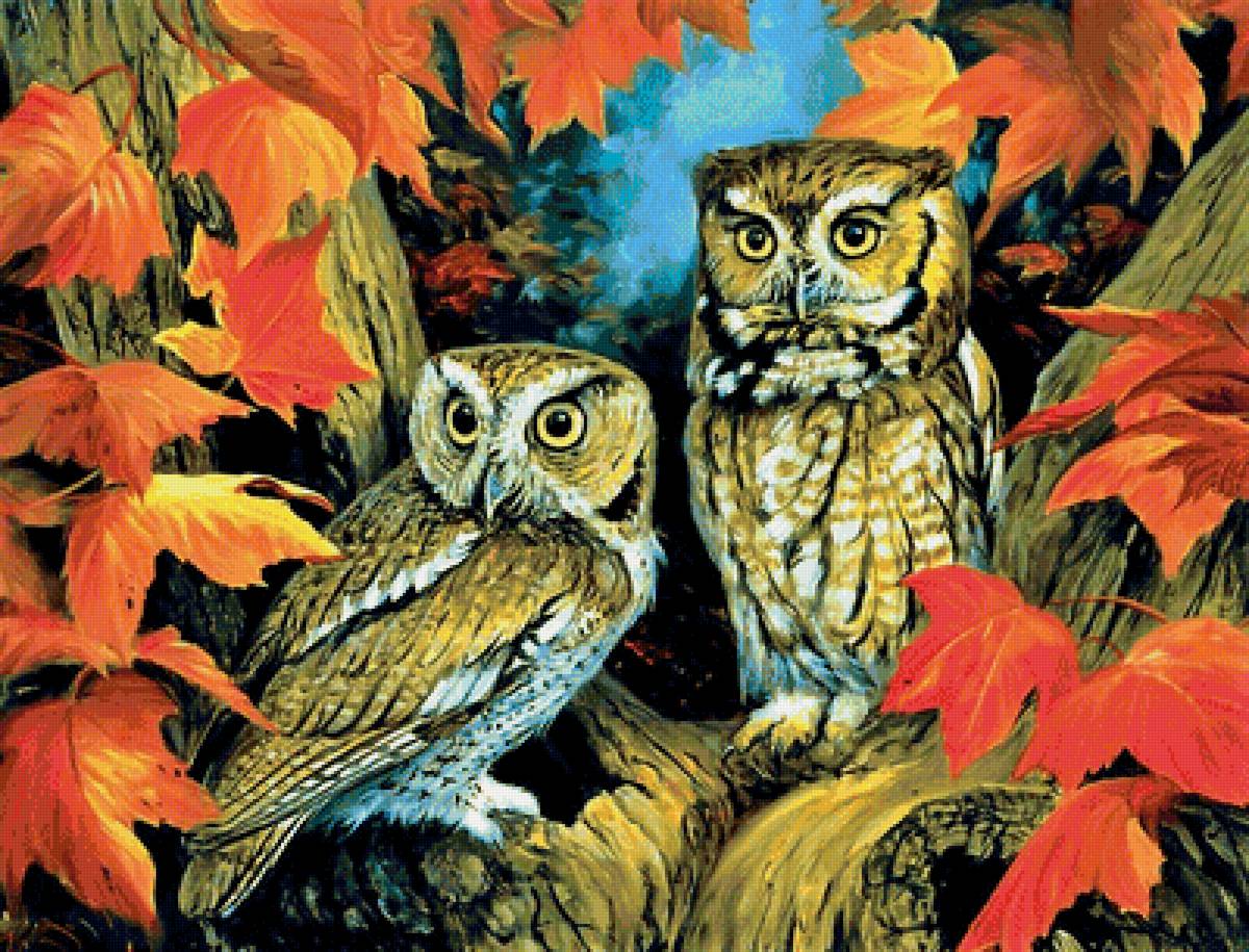 совушки - птицы, совы - предпросмотр