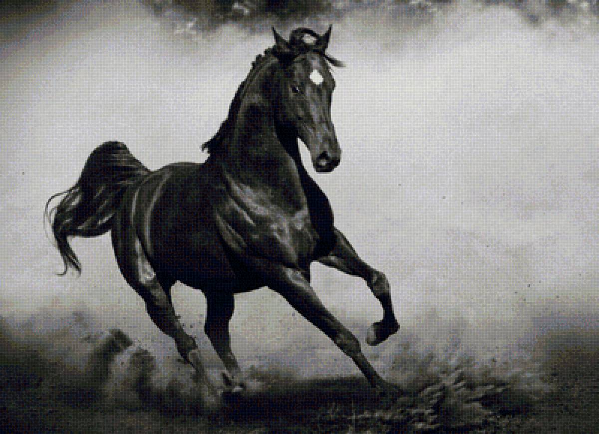 лошадь - лошади - предпросмотр