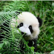 Панда