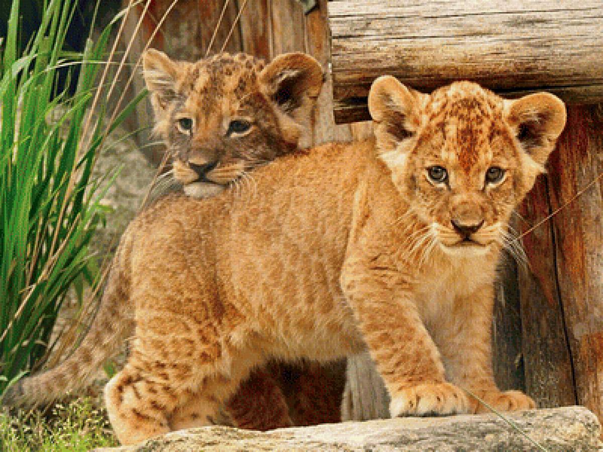 Львята - животные, львенок, львята, львы, лев - предпросмотр