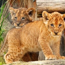 Схема вышивки «Львята»