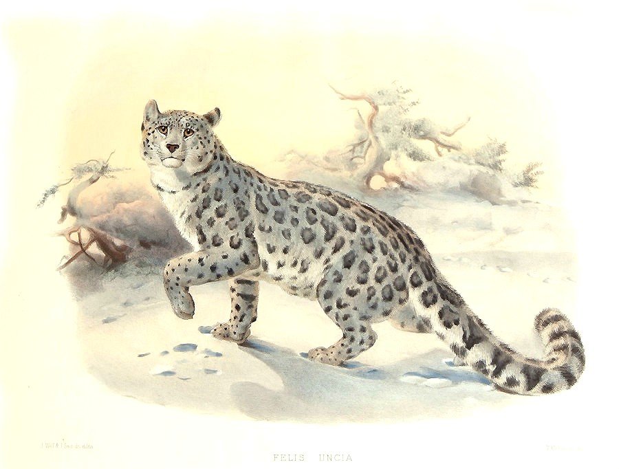 мир животных - мир животных - оригинал