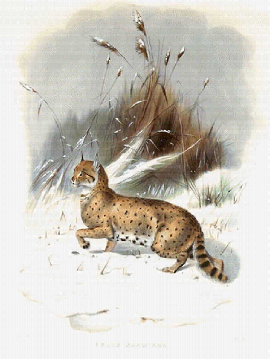 мир животных - мир животных - предпросмотр