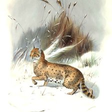 Схема вышивки «мир животных»