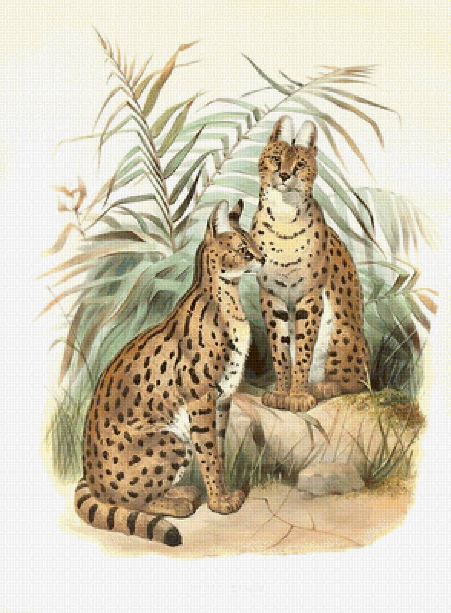 мир животных - мир животных - предпросмотр