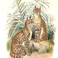 Схема вышивки «мир животных»