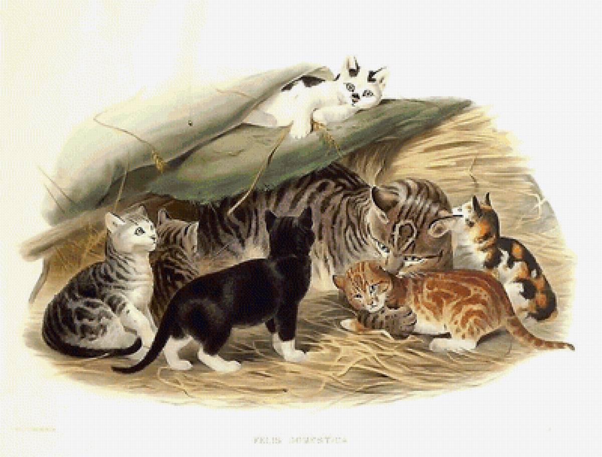 мир животных - мир животных - предпросмотр