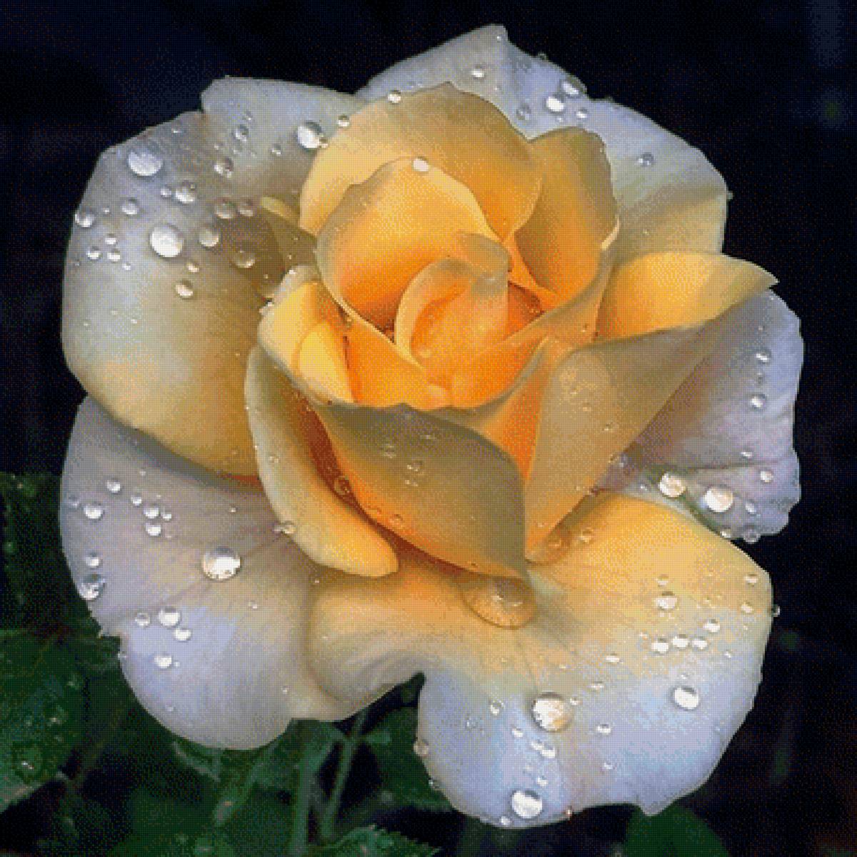 499 - предпросмотр