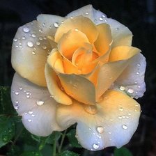 Схема вышивки «499»