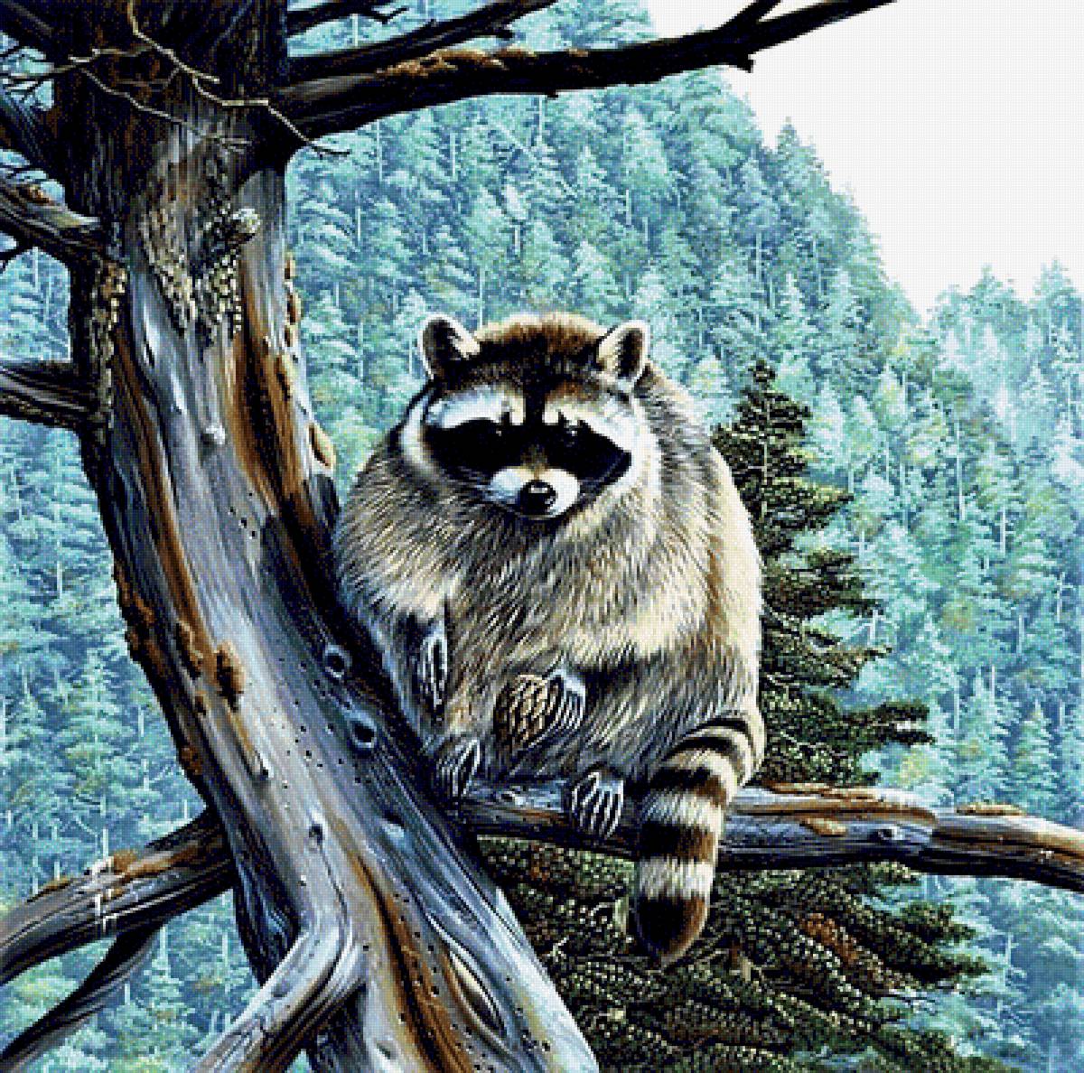 №1906848 - енот - предпросмотр