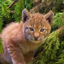 Схема вышивки «Рысёнок»