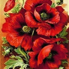 Схема вышивки «маки»