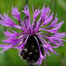 Схема вышивки «ЦВЕТОК»