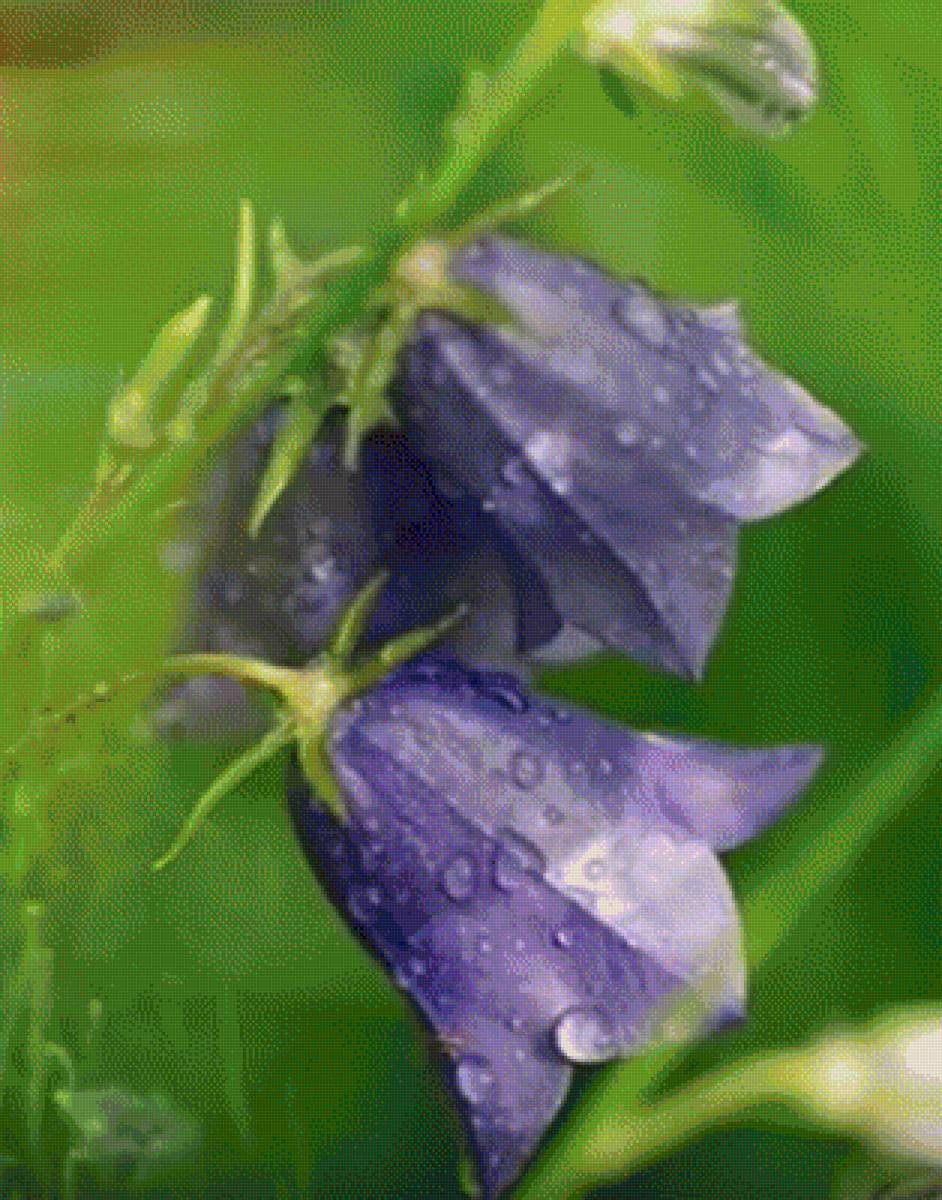 КОЛОКОЛЬЧИКИ - колокольчики - предпросмотр