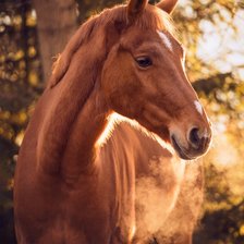 Схема вышивки «Лошадь»