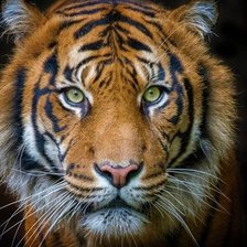 Схема вышивки «Тигр»