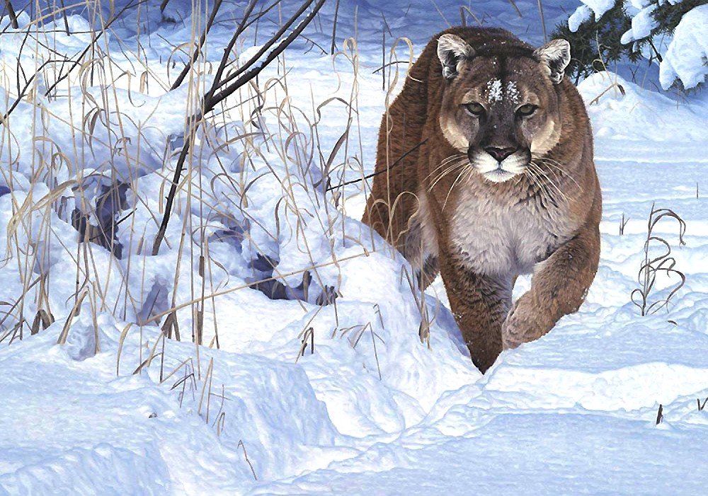 пума - мир животных - оригинал