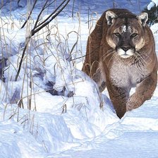 Схема вышивки «пума»