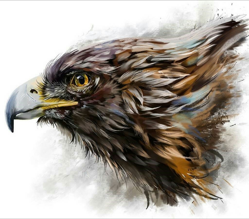 Орёл - птица, орел, рисунок - оригинал