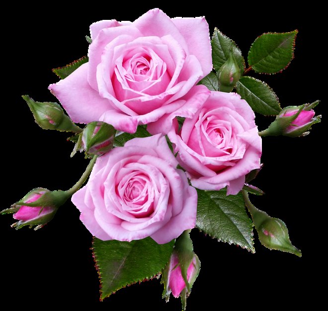 Розы - роза, цветы, розы - оригинал