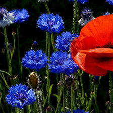 Схема вышивки «полевые цветы»