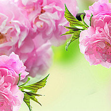 Схема вышивки «Цветы»