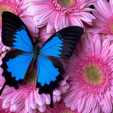 Схема вышивки «motýl»