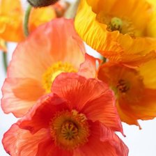 Схема вышивки «МАКИ»